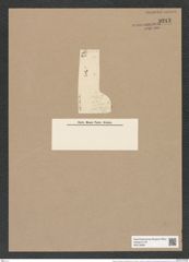Melosira crenulata var. tenuissima Grun. (de-Toni-Nr.: Genus 213, Species 5312) Zeichnungen Sammlung Grunow Nr. 9213 (NHMW-BOT-W0378998)